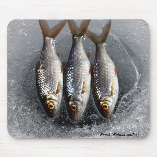 Tapis De Souris Gardon (Devant)