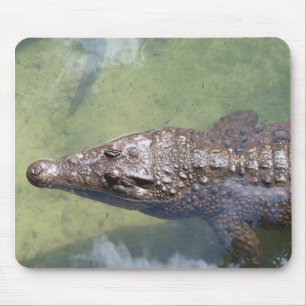 Tapis De Souris gator swimming