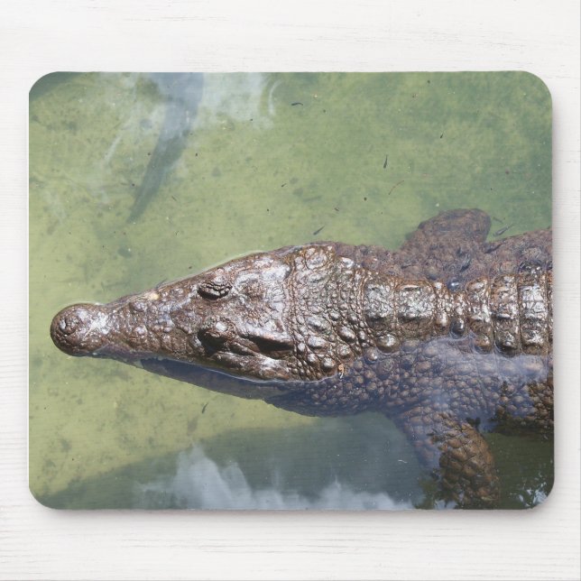 Tapis De Souris gator swimming (Devant)