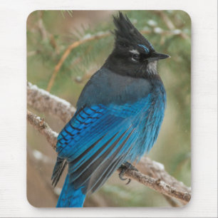 Tapis De Souris Geai de Steller dans un arbre