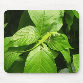 Tapis De Souris Gecko