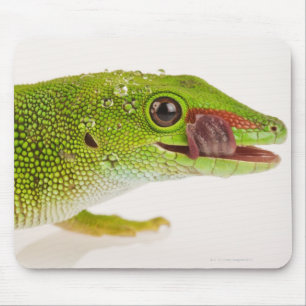 Tapis De Souris Gecko de jour du Madagascar (madagascariensis de