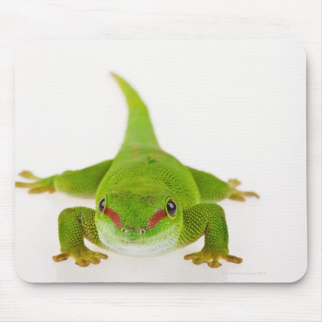Tapis De Souris Gecko de Madagascar (Phelsuma madagascariensis) (Devant)