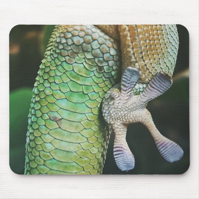 Tapis De Souris Gecko Feet (Devant)