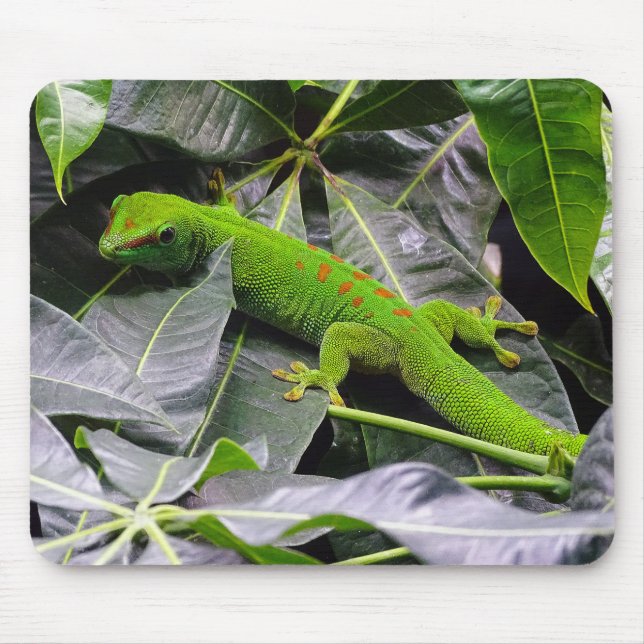 Tapis De Souris Gecko malgache (Devant)