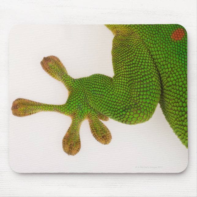 Tapis De Souris Gecko (Phelsuma madagascariensis 2) (Devant)