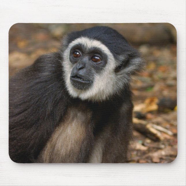 Tapis De Souris Gibbon à mains blanches (Hylobates Lar), Monkeylan (Devant)