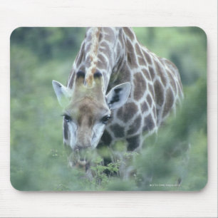 Tapis De Souris Girafe (camelopardalis de Giraffa) alimentant