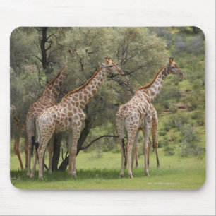 Tapis De Souris Girafe, camelopardalis de Giraffa, Kgalagadi 2