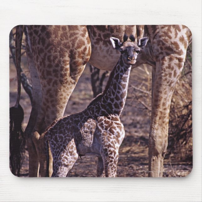 Tapis De Souris Girafe de bébé et mère, Tanzanie (Devant)