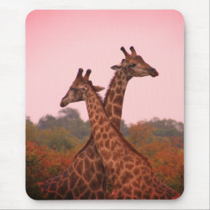 Tapis De Souris Girafe debout dans les mopani avec ciel rose