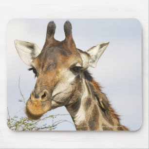 Tapis De Souris Girafe, parc national de Kruger, Afrique du Sud