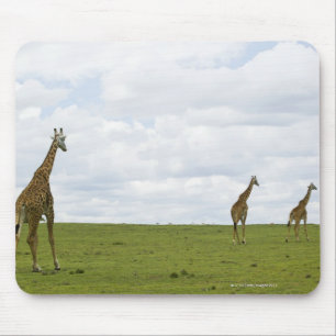 Tapis De Souris Girafes au Kenya, Afrique