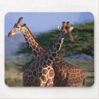 Girafes majestueuses