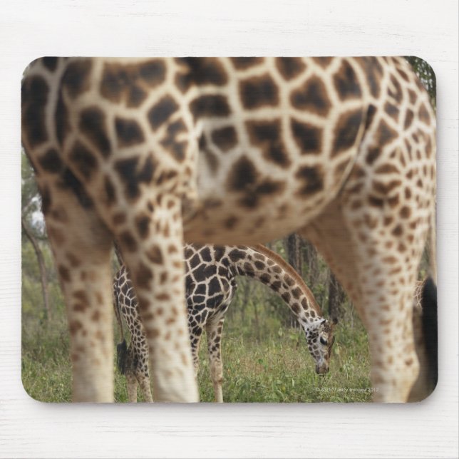 Tapis De Souris Giraffes 2 (Devant)
