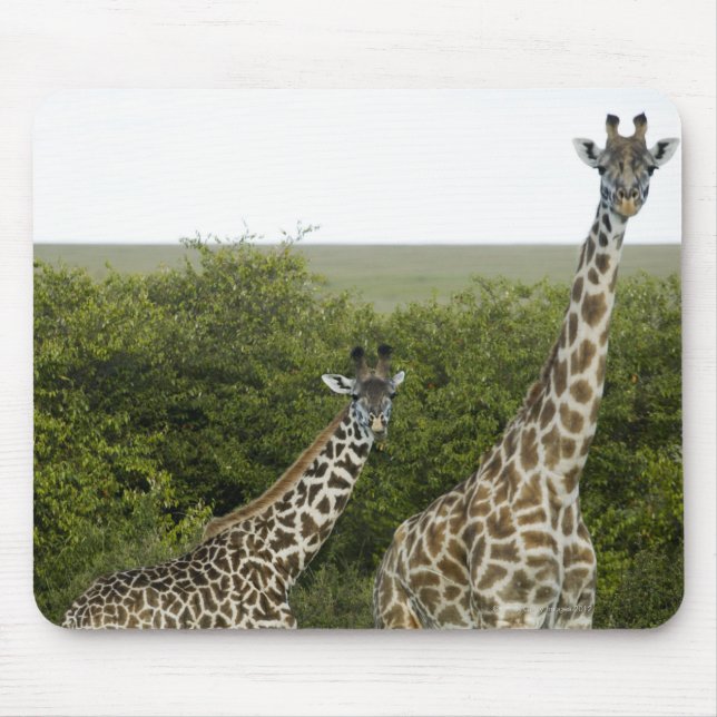 Tapis De Souris Giraffes en Kenya, Afrique 2 (Devant)