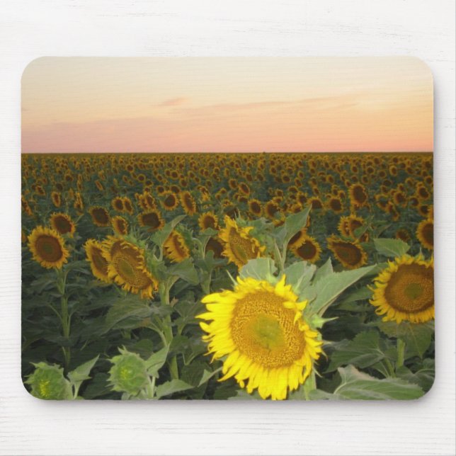 Tapis De Souris Gisement de tournesol (Devant)