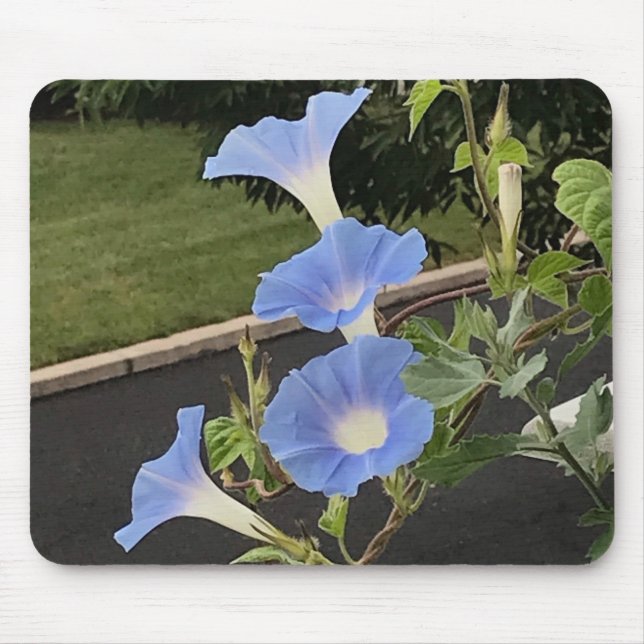 Tapis De Souris Gloire du matin Cascade Bleue en gros plan (Devant)