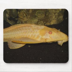 Tapis De Souris Glyptoperichthys gibbiceps