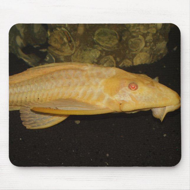 Tapis De Souris Glyptoperichthys gibbiceps (Devant)