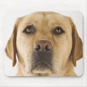 Tapis De Souris Golden Labrador Retriever (Canis familiaris).