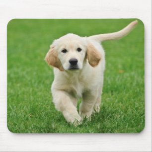 Tapis De Souris Golden retriever