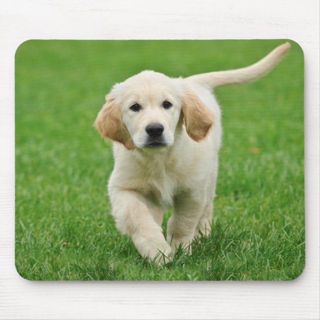 Tapis De Souris Golden retriever (Devant)