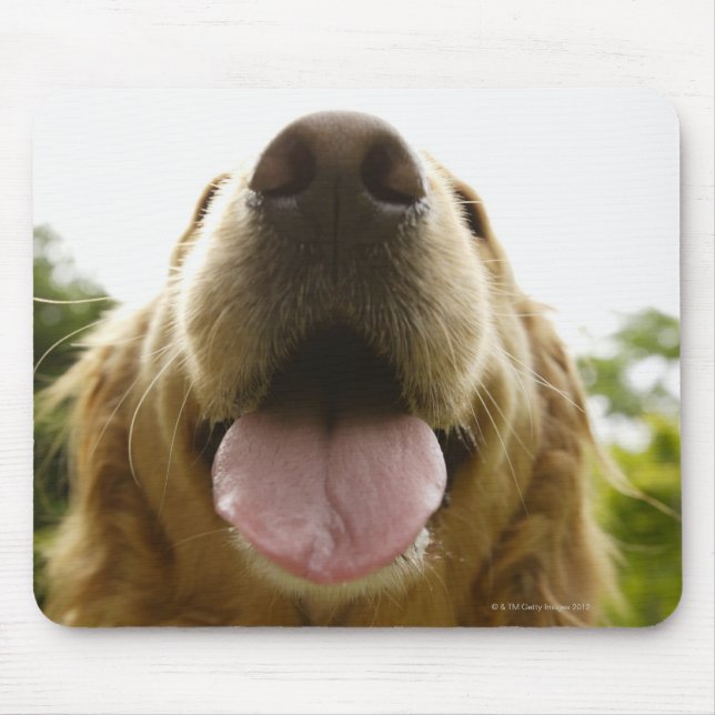 Tapis De Souris Golden Retriever 5 (Devant)