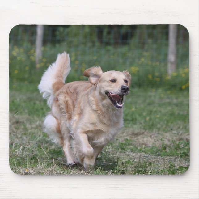 Tapis De Souris Golden retriever courant 1 (Devant)