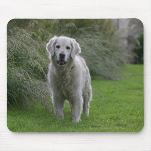 Tapis De Souris Golden retriever courant 2