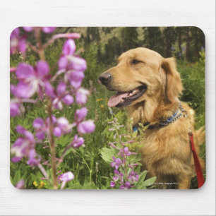Tapis De Souris Golden retriever dans le domaine
