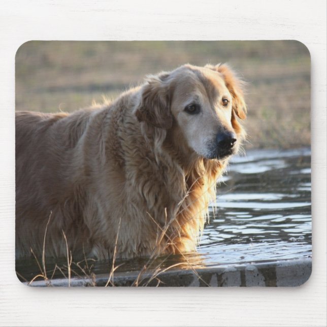 Tapis De Souris Golden retriever dans l'eau (Devant)
