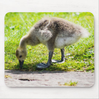 Tapis De Souris Goose Gosling Canada