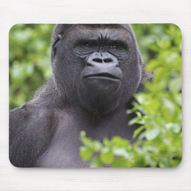 Tapis De Souris Gorille des plaines à dos argenté, Gorilla gorilla (Devant)