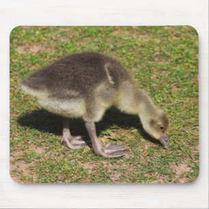 Tapis De Souris Gosling