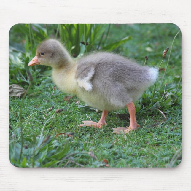 Tapis De Souris Gosling (Devant)