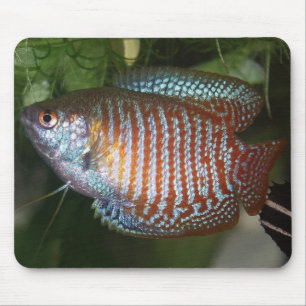 Tapis De Souris Gourami nain - Colisa lalia