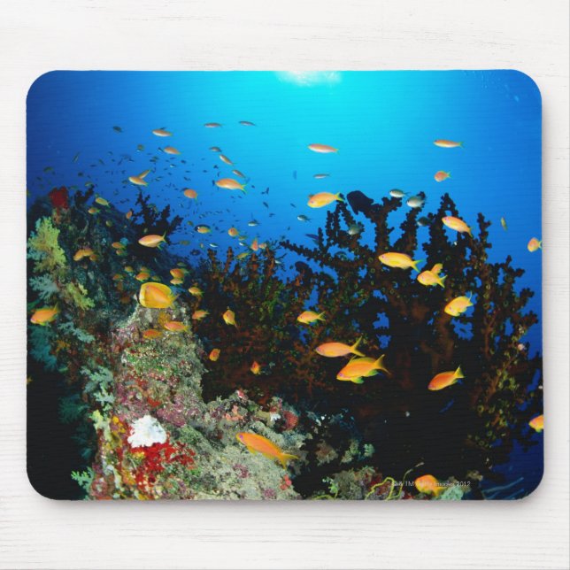 Tapis De Souris Grand groupe de poissons de Sea Goldie nageant (Devant)