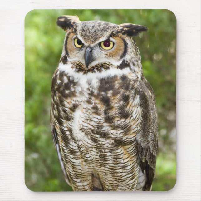 Tapis De Souris Grand hibou à cornes (Devant)