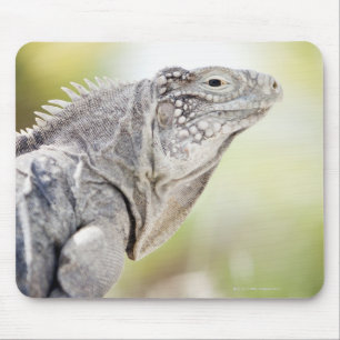 Tapis De Souris Grand iguane vert se dorant au soleil dans
