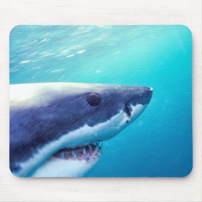 Tapis De Souris Grand requin blanc | Afrique du Sud (Devant)