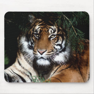 Tapis De Souris Grande souris de chat