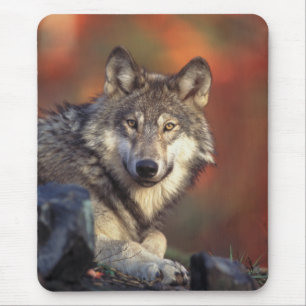 Tapis De Souris Gray Wolf Mousepad