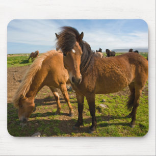 Tapis De Souris Graze des chevaux islandais