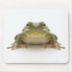 Tapis De Souris Green tree frog (Hylidae cinerea)