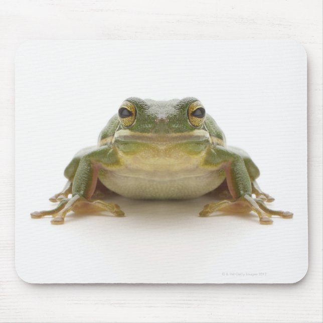 Tapis De Souris Green tree frog (Hylidae cinerea) (Devant)