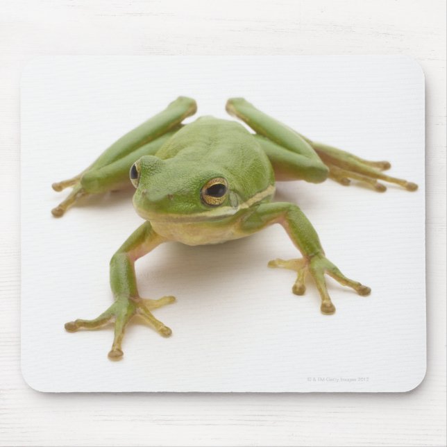 Tapis De Souris Grenouille à arbre vert (Devant)
