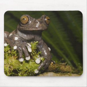 Tapis De Souris Grenouille arboricole captive de Tapichalaca Hylos