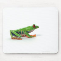 Grenouille aux yeux rouges