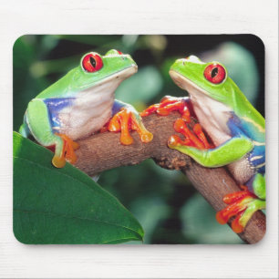 Tapis De Souris Grenouille aux yeux rouges, Agalychinis callidryas